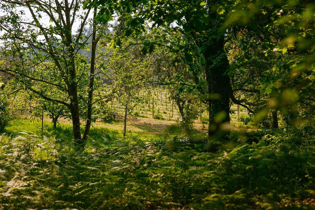 Quinta Da Bouca D'Arques Hotel Vila de Punhe Kültér fotó